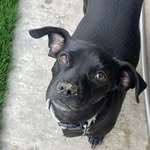 Deana Briscoe - @dbfurkids - Instagram