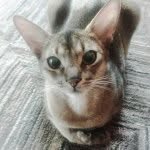 Deanna Britton - @abycatfan - Instagram