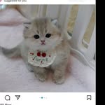 Deanna Carpenter - @marcelinejaylee14453 - Instagram