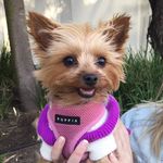 Deanna Carpenter - @pippa__the__yorkie - Instagram