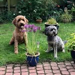 Deana Cartwright - @poppyand_ruby123 - Instagram