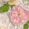 Deanna Chan - @bruce_reid714028 - TikTok