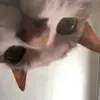 dangg.deanna - @dangg.deanna - TikTok