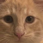 Deanna  Donovan Mango Mama - @creamsicle_stanley_mango - Instagram