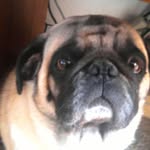 Deanna Eldridge - @hangry530 - Instagram