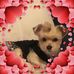 DeAnna Farris - Facebook