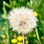Deanna Simon-Flowers - @simonflowersd - Instagram
