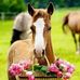 DeAnna Haney - Facebook