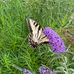Deanna Hurst - Facebook