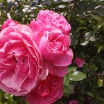 Deana Kaiser - @dk_englishrose2 - Instagram