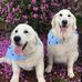 Deanne Kidd - Facebook