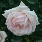 Deanna Jo Leonard - @deannaleonard66 - Instagram