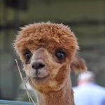 DeAnn Cowan Lutz - @deannlutz - Instagram