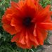 Deanna Olivia Manes - Facebook