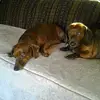 Deanna Oster - @deanna.oster - TikTok