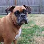 Deanna Owens - @stellaslegacycaninerescue - Instagram