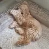 deannapenn - @deannapenn - TikTok