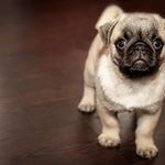DeAnna  Root - @luckypetsmix - Instagram