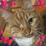 Deanna Ruth - @kittenzpwn4 - Instagram
