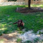 deanna serio - @maggiethedog101 - Instagram