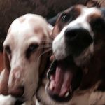 Deanna Snyder - @dsyteksnyder - Instagram