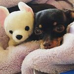 Deanna C. Stein - @deannac.stein - Instagram