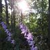Deanna Vickers - Facebook