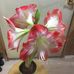 Deanna Wise - Facebook