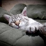 deanne allen - @piedallen - Instagram
