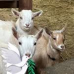 DeAnna Barrett - @grumpygoatsoaps53 - Instagram