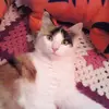 deanna barton - @deanna.barton2 - TikTok