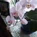 Deanne Booth - Facebook