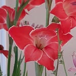 Deanne Cameron - @nanas.garden.pei - Instagram