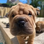 Deanne Campbell - @bullpeilovers - Instagram