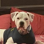 DeAnne Davis - @defectivedogo - Instagram