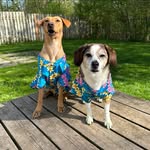 Deanne Evans - @deputydawg95 - Instagram