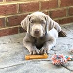Deanna Newman - @pipersilverlab - Instagram