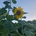 Deann Weeks - Facebook