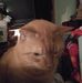 Deann Williamson - Facebook