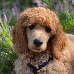 Deano (Dean Drømmedag) - @deanothepoodle - Instagram