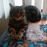 Deb Albrecht Roper - @debalbrechtroper - Instagram