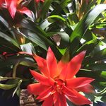 @debblooms - Instagram