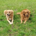 Deb Bruno - @goldogz - Instagram