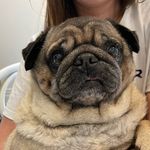 Deb Buckley - @elvis_fatpug - Instagram