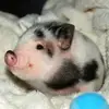 Deborah “Deb” Buckley - @deborah.deb.buckl - TikTok