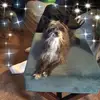 Deb Cavanaugh653 - @debcavanaugh653 - TikTok