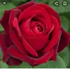 DebyCherry - @debycherry - TikTok