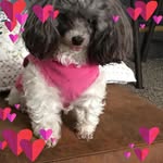 Deb Christensen Kingma - @lilydyll - Instagram