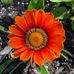 Deb Coates - Facebook