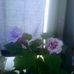 Deborah Cobb - Facebook